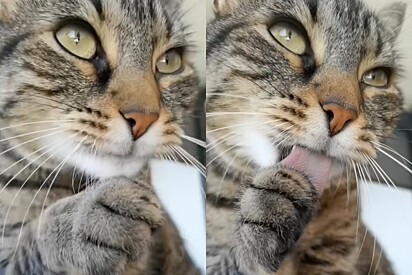 Por que os gatos continuam cheirosos mesmo tomando banho de cuspe?