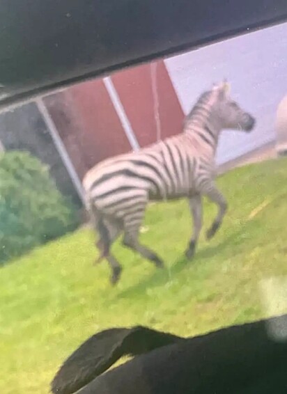 A zebra foi vista e filmada correndo pela Interestadual 24, forçando os policiais a fecharem a estrada.