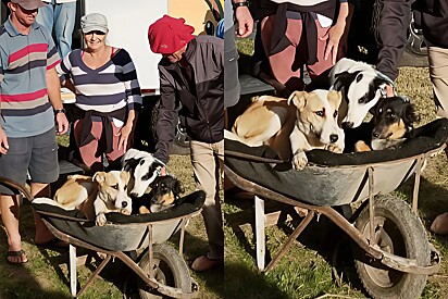 Sem carro, família leva cães para castrar em carrinho de mão forrado com carinho e gesto emociona.