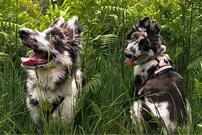 Cachorros lindos italianos da raça pastor são tão raros que a maioria das pessoas não os conhecem.