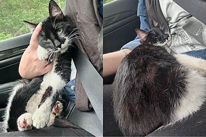 Enquanto dirigia para casa, mulher é surpreendida por gato frajola que entra em seu carro e age como se fosse dela.