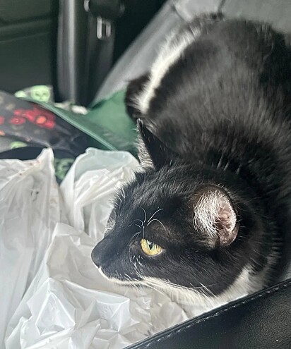 A gatinha se inclinou na direção de Caitlin como se quisesse abraçá-la.