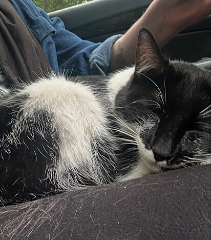 A gatinha chegou a dormir no colo de sua salvadora.