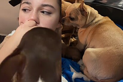 Jovem volta para casa e encontra surpresa na cama do cachorro.
