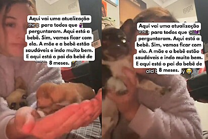 Pablo, o outro chihuahua, tem apenas 8 meses.