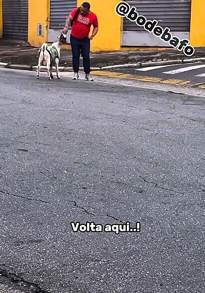 Bafo é muito sociável e adora fazer amizades.