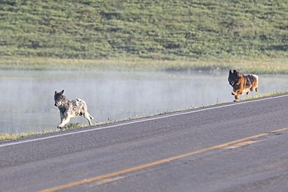 Cachorro pastor alemão salta de veículo para perseguir lobo em momento tenso em rodovia.