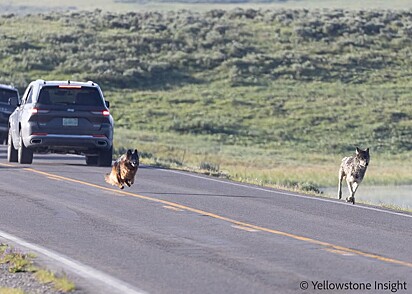 O cão não pensou duas vezes: pulou e foi atrás do lobo.