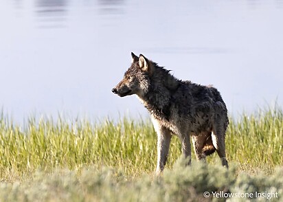 O lobo ficou um pouco assustado, mas logo voltou a seguir seu caminho.