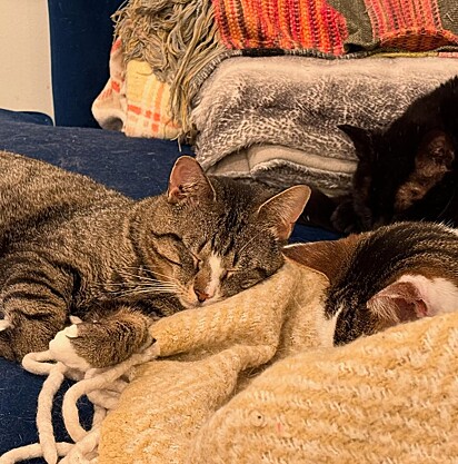 Ele começou a replicar o comportamento dos outros gatos.