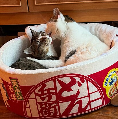 Os outros gatos da casa ajudaram Dilly a superar os medos.
