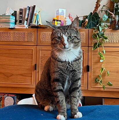 O abandono pode tornar um gato tímido e assustado.