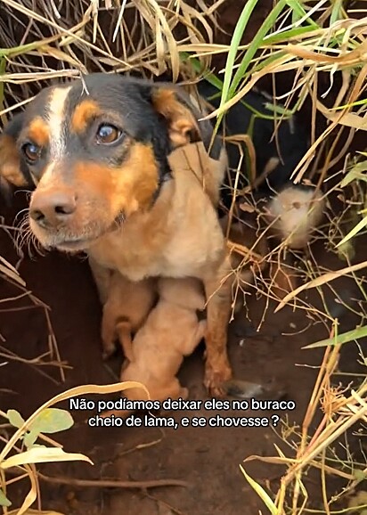 A cachorrinha protegeu seus filhotes dentro de um buraco tomado pela lama.