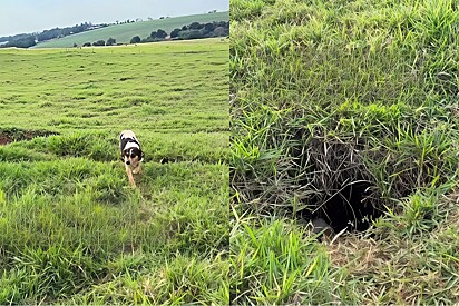Após encontrar mamãe vira-lata abandonada, jovem olha buraco cheio de lama e encontra 8 rostinhos precisando de ajuda.