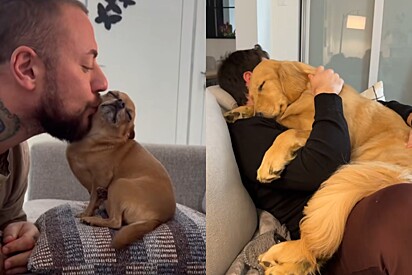 5 raças de cachorros carinhosos que adoram colo, segundo especialistas em comportamento animal.