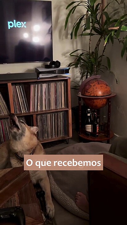 O cão estranhou o choro do bebê.