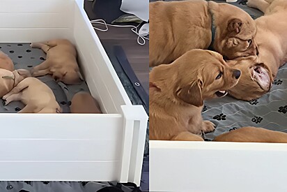 Filhote golden retriever que não consegue dormir em creche incomoda outros filhotes.