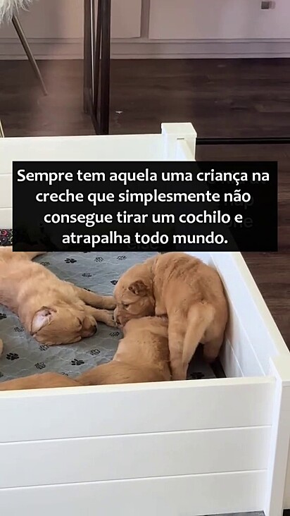 O filhote ficou mordendo os demais colegas na creche.