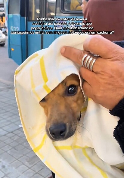 A caramelo, toda comportadinha, fingindo ser um cachorro reborn.