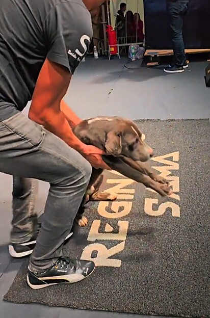 Internautas brincaram dizendo que o cão era o verdadeiro Reginaldo.