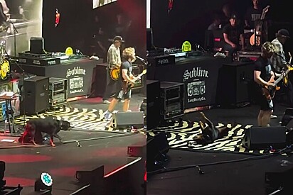 Melvin é o cão de um dos membros da banda.