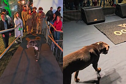 Um cão vira-lata muito carismático subiu ao palco, como se fosse o artista principal.