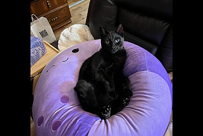 Gato sensível devolvido a abrigo de animais por ser carinhoso demais finalmente ganha família perfeita.