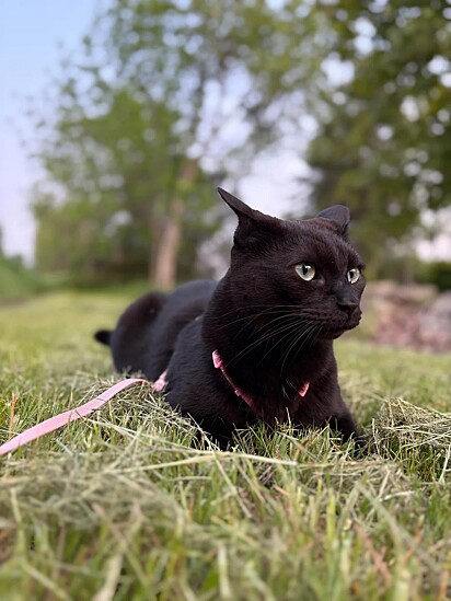O gatinho não poderia ter sido adotado por melhor família.