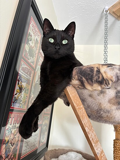 Gatos são vistos como reservados, mas podem ser muito carinhosos!