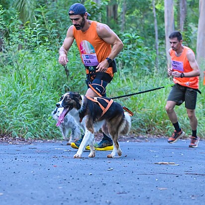 Para segurança e conforto, são usados equipamentos como cinto, guia elástica e arnês, que mantêm cão e tutor conectados.
