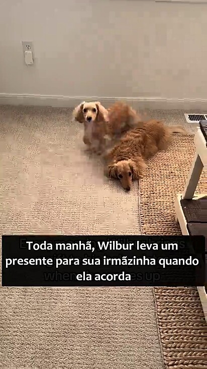 O cão acorda animado para vê-la.