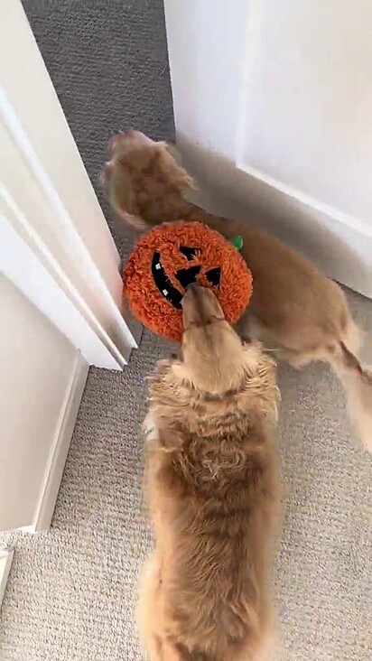 Wilbur escolhe com carinho cada pelúcia.