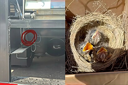 Funcionário encontra ninho de passarinhos em seu caminhão de carga após uma viagem de 1.120 km.