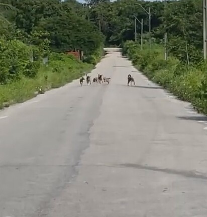 Os cães deram de cara com um grupo de seis vira-latas caramelo.