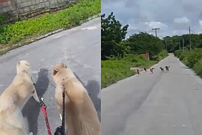 Ao som de Tropa de Elite, dupla de huskies coloca gangue dos cria dos vira-latas caramelos para correr