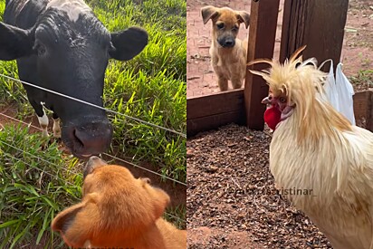 O gerente do galinheiro está indo muito bem.