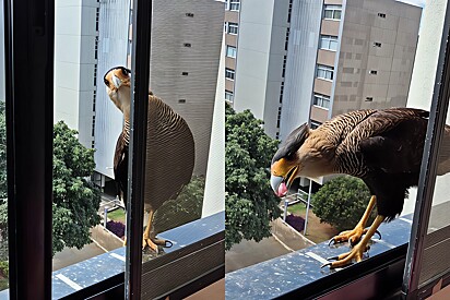 Conheça Teobaldo o carcará que ficou famoso por pensar que janela de apartamento é drive-thru