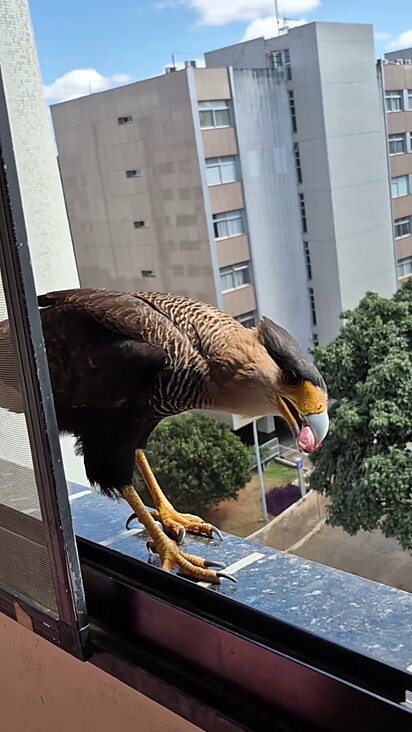 O carcará Teobaldo leva alimento para a família.