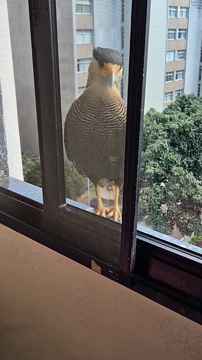 O pássaro sabe qual janela precisa visitar em busca de comida.
