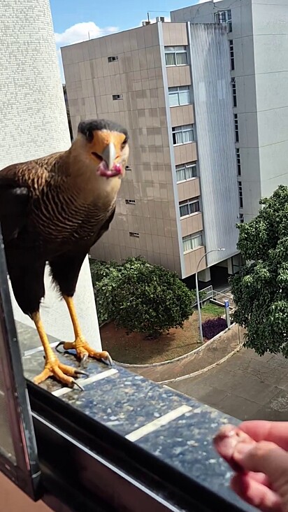 O carcará na janela do apartamento esperando ganhar comida.