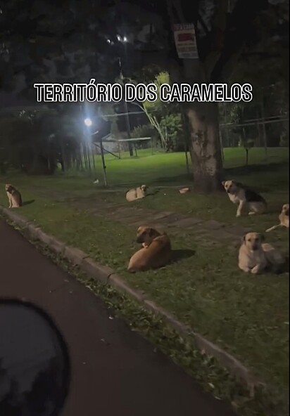 No gramado, seis cães descansavam, mas todos atentos.