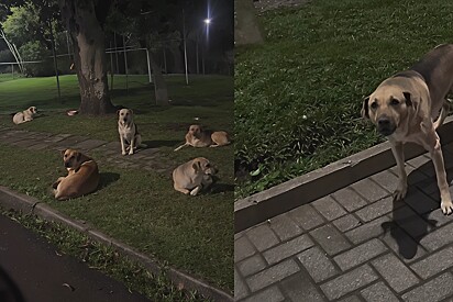 Oh Cleitinho: Motoboy passa por território dominado por caramelos e clima fica tenso.