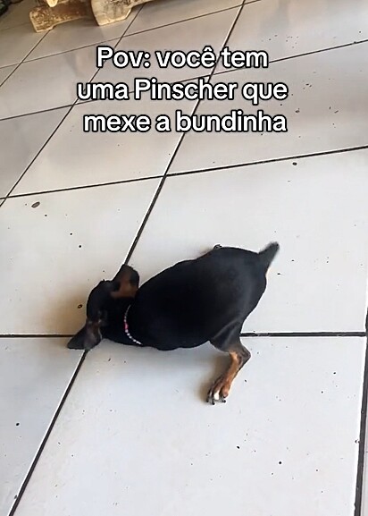 A cachorrinha pinscher se contorcendo de felicidade.