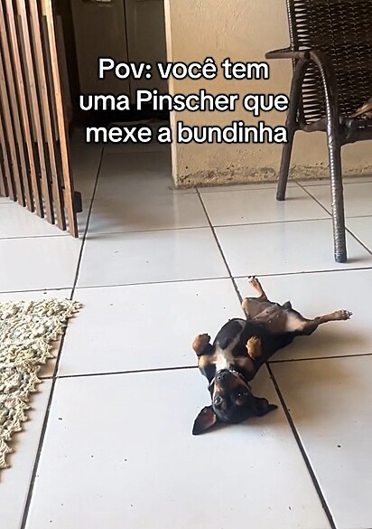 A pinscher Lily conquistou a internet com o seu rebolado.