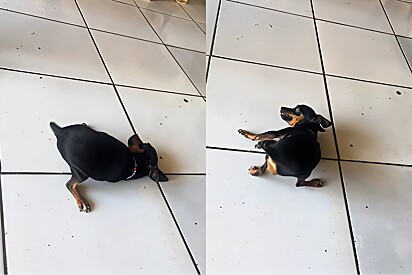 Tutora quebra a internet ao mostrar jeito único que sua cachorra pinscher mexe a cintura.