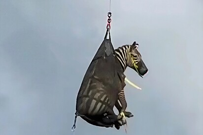 Zebra de estimação é resgatada de helicóptero após fugir no Tennessee.