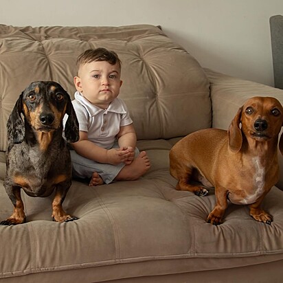 Miguel e os pets são muitos próximos.