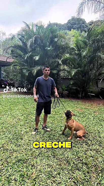 O cão tem genética de pitbull e é muito agressivo.