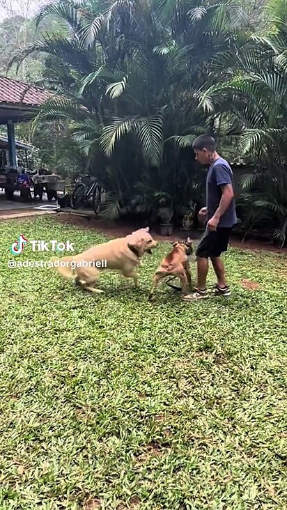 Max trabalha para colocar limite no outro cachorro.