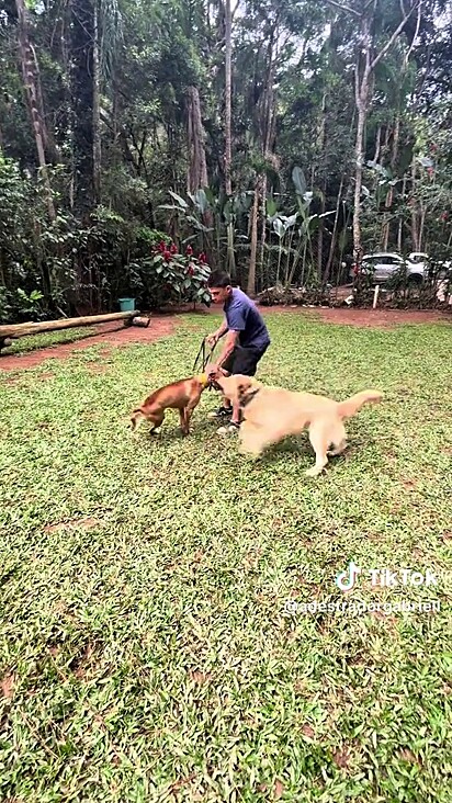 O adestrador foi procurado após o cão matar outro em uma creche.